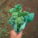 Broccolini - Gambar 3