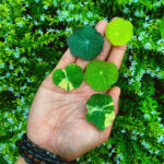 Nasturtium Leaf - Gambar 2